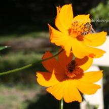 honey bee foraging on cosmos flowers (40)