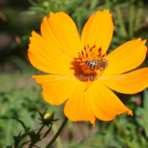 honey bee foraging on cosmos flowers (41)