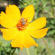 honey bee foraging on cosmos flowers (42)
