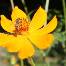 honey bee foraging on cosmos flowers (43)