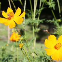 honey bee foraging on cosmos flowers (44)