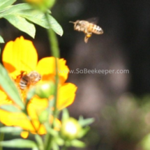 honey bee foraging on cosmos flowers (45)