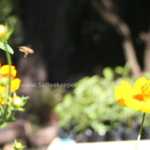 honey bee foraging on cosmos flowers (46)
