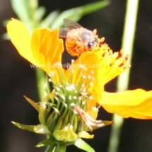 honey bee foraging on cosmos flowers (47)