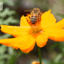honey bee foraging on cosmos flowers (48)