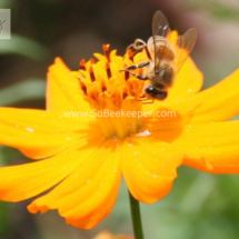 honey bee foraging on cosmos flowers (5)