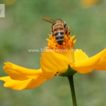 honey bee foraging on cosmos flowers (6)