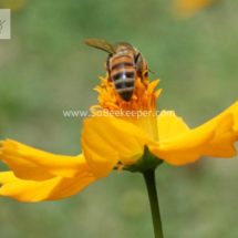 honey bee foraging on cosmos flowers (7)