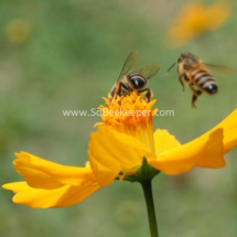 honey bee foraging on cosmos flowers (8)