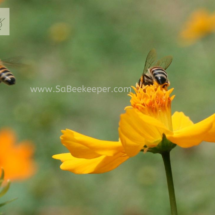 honey bee foraging on cosmos flowers (9)
