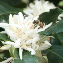 honey bee landing on the flowers