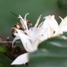 honey bee on coffee flowers (2)