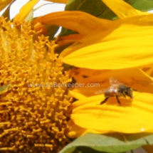 honey bee on sun flower petals