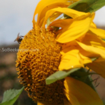honey bee on sunflowers