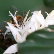 honey bee seeking food