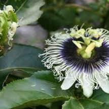 passion fruit flower and closed one