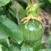 passion fruit growing