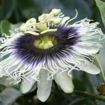 passion fruit s flower