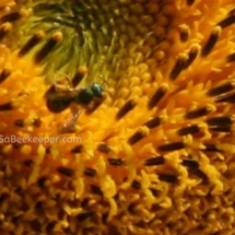 small green sweat bee full of pollen on a sunflower