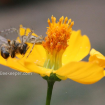 spider caught honey bee