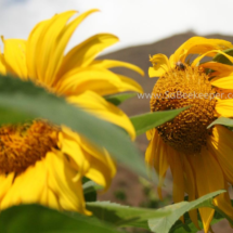 sunflowers and bees