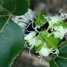 the passion fruit flower going down to fruit