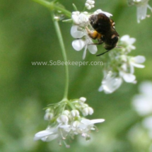 tiny dark sweat bee. on coriander flowers