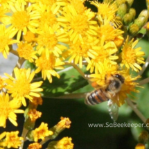 yellow wild flowers and a honey bee