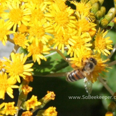 Bees Foraging on Wild Flowers