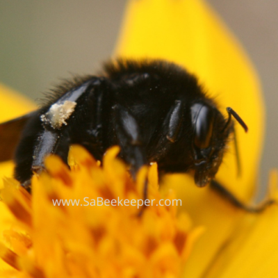 Black Bumblebee on Cosmos Flowers
