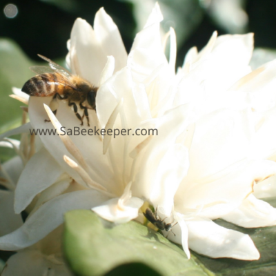 Coffee Flowers Give Bees a Buzz