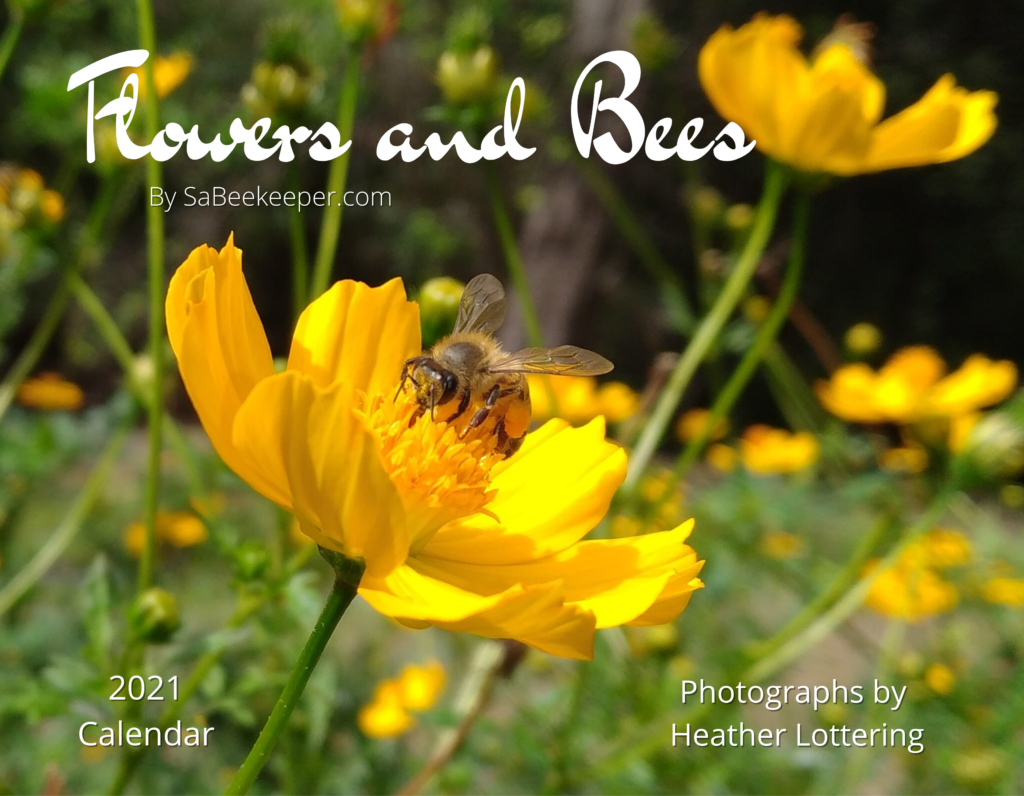 The front cover of the 2021 calendar. yellow cosmos with a honey bee foraging