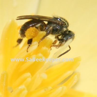 Garden Poppies and Dark Sweat Bees.