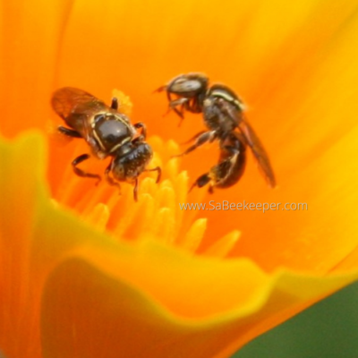 Sweat Bees Foraging Poppy Flowers