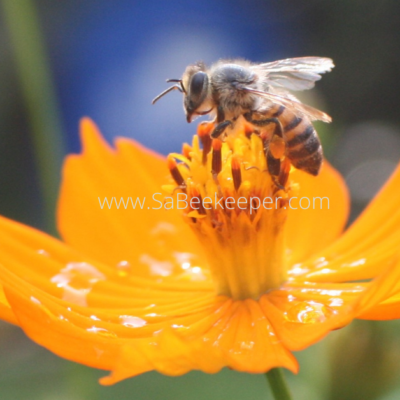 What bees are attracted to on flowers.