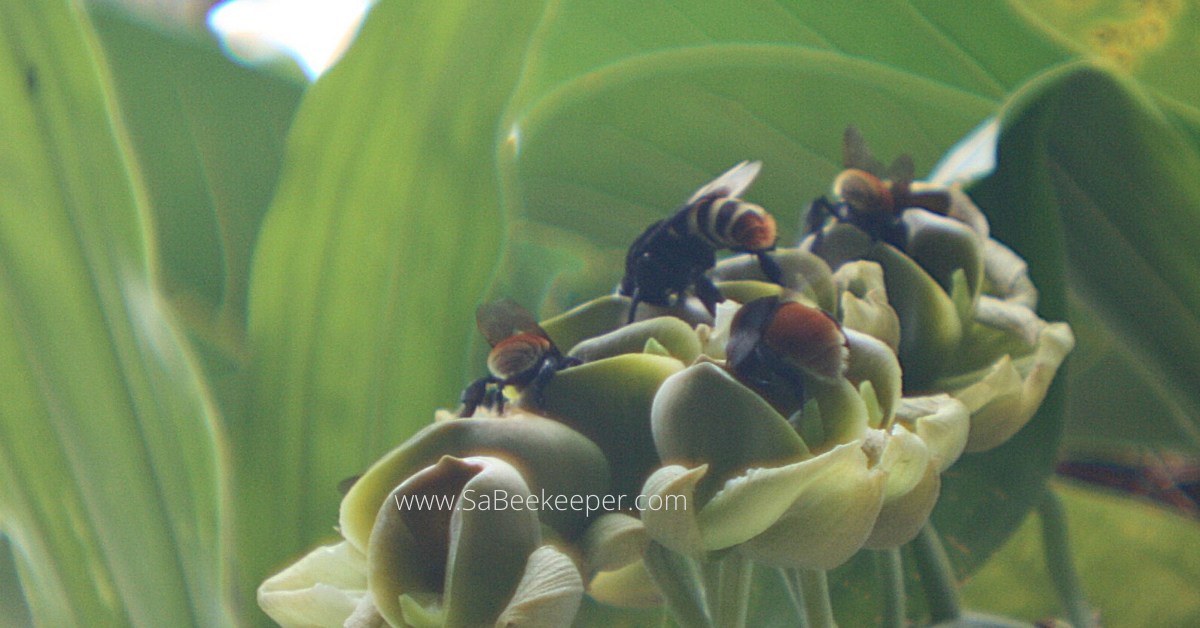 large monk orchid flowers with bumblebees and carpenter bees foraging