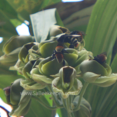 Bumblebees Forage on Monk Orchid Flowers