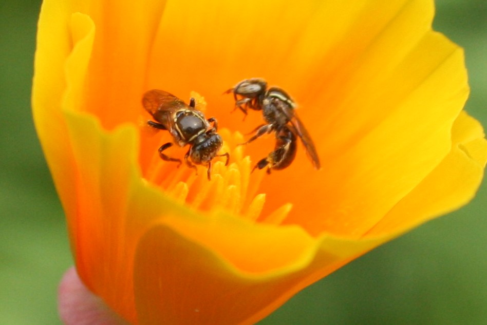 dark sweat bee on poppies foraging