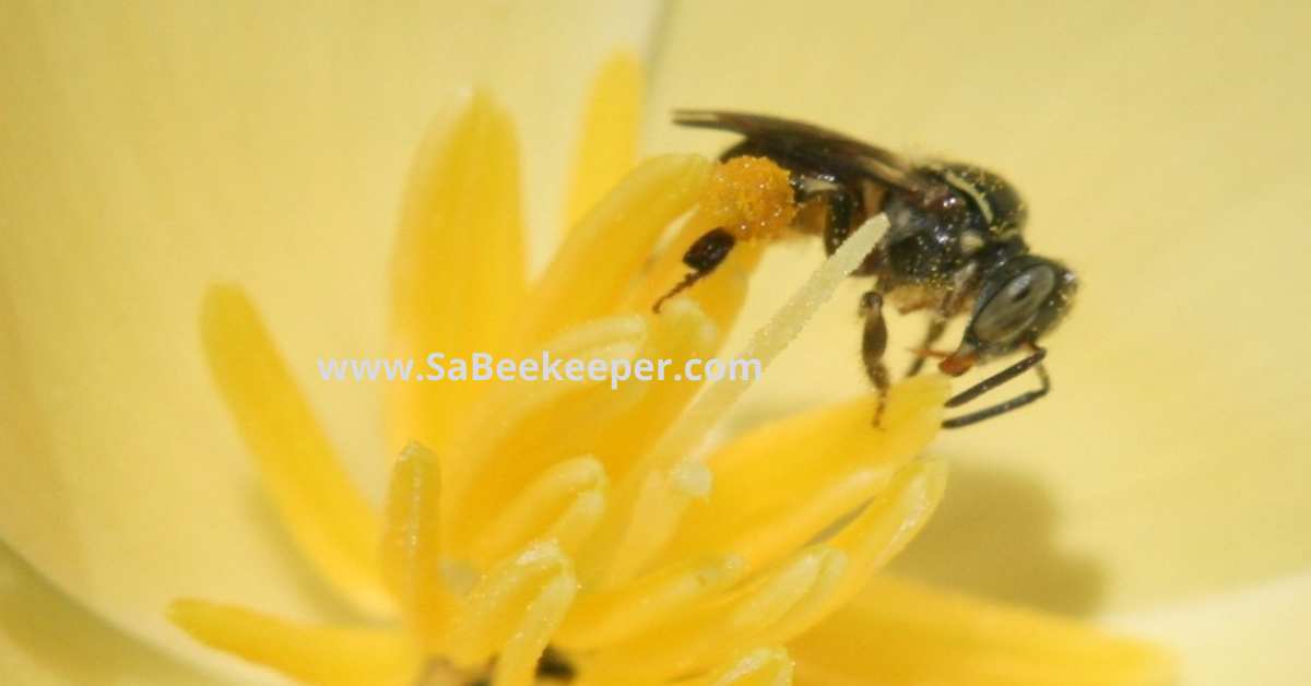 a dark sweat bee on light creamy poppy foraging