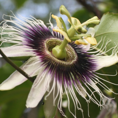 Passion fruit Flower Components Symbolize