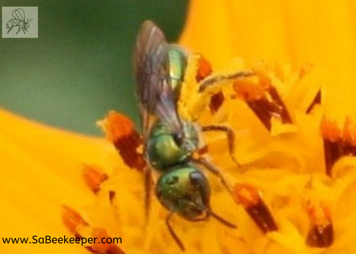 a green sweat bee full of pollen