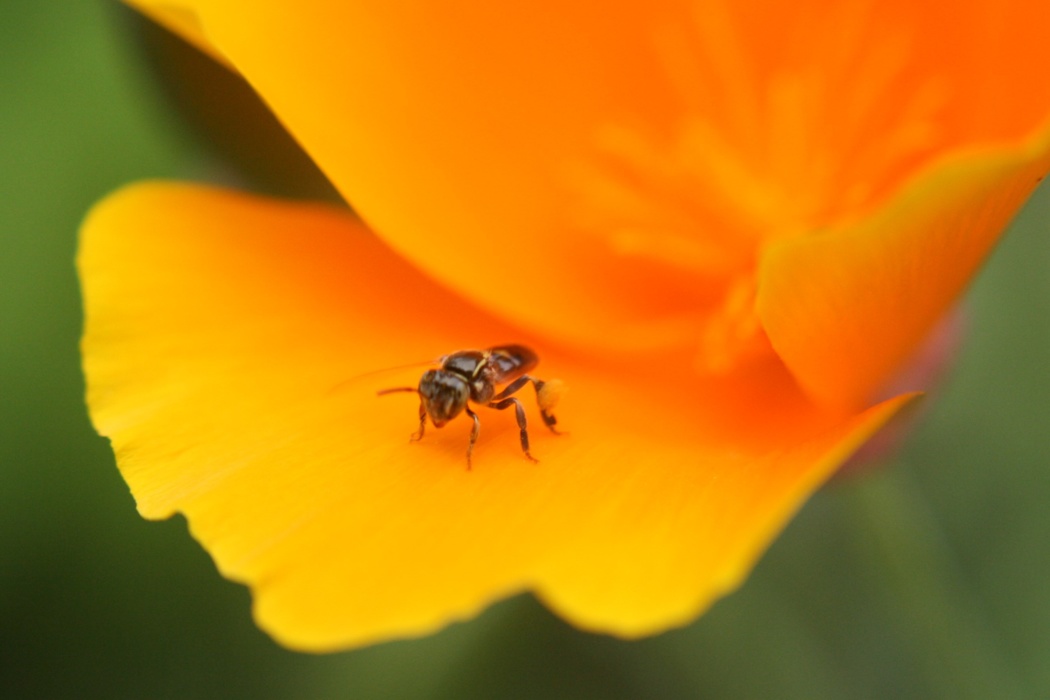 dark sweat bee on petal of a poppy with pollen on her legs