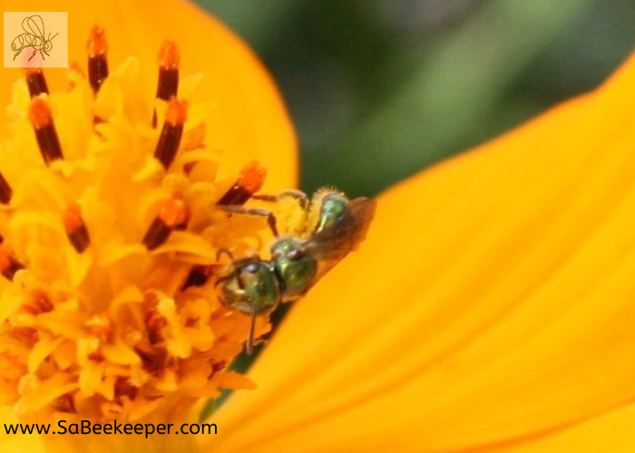 a green sweat bee foraging on yellow cosmos full of pollen underneath its body