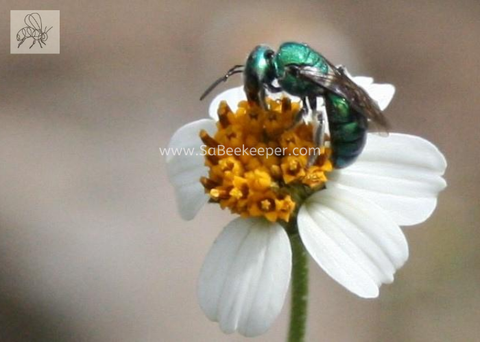 a metallic green sweat bee on a white black jack flower foraging