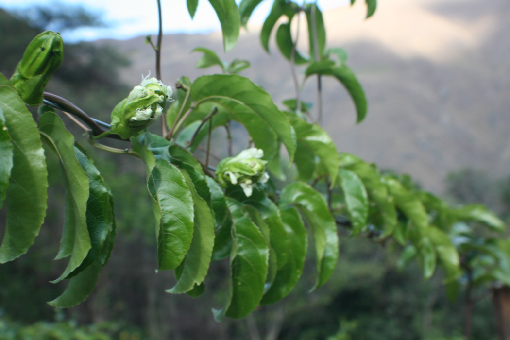 passion fruit flower buds with corona sticking out