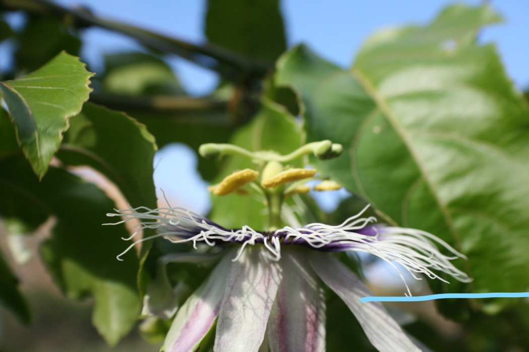 the petals of the passion fruit flower