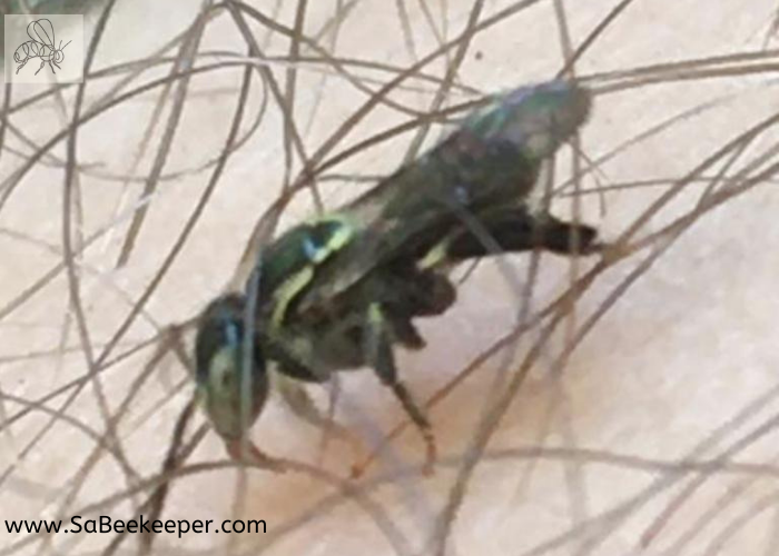 a sweat bee on persons skin licking salts from sweat