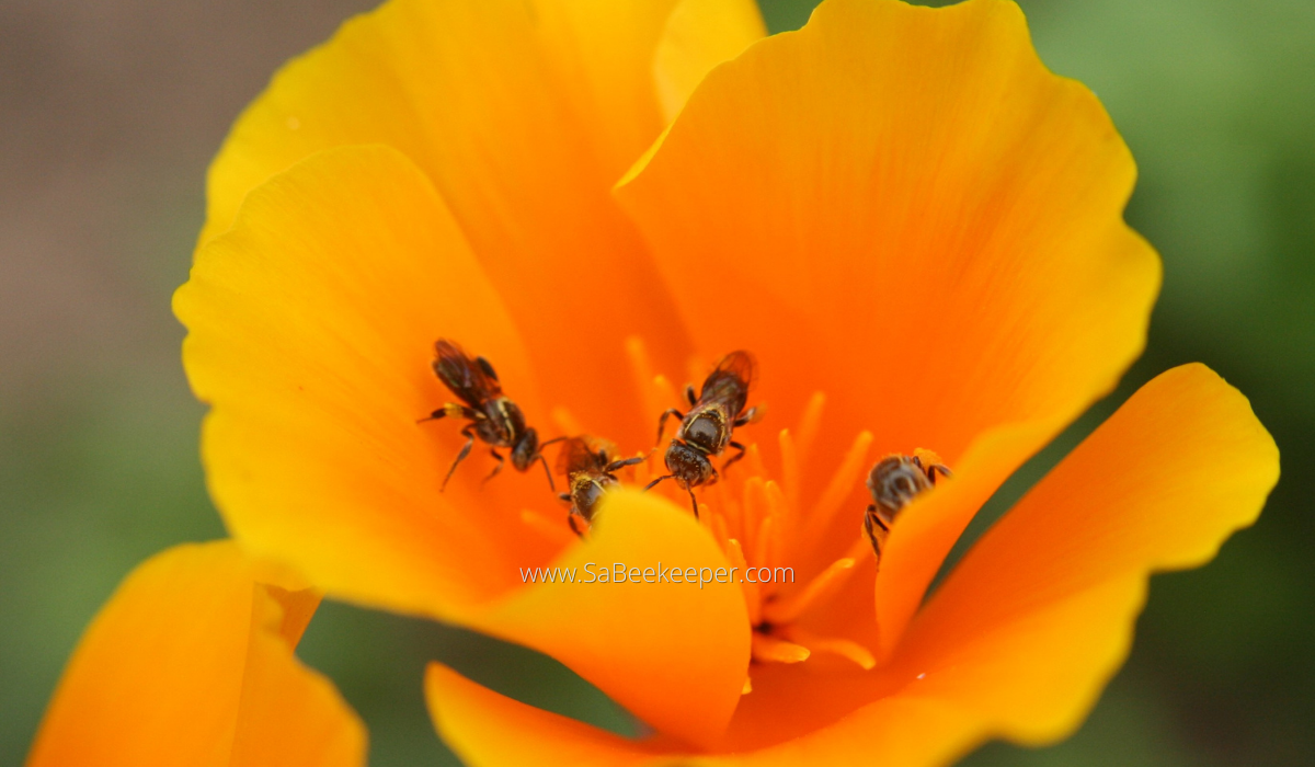 a few dark sweat bees on some orange poppies foraging