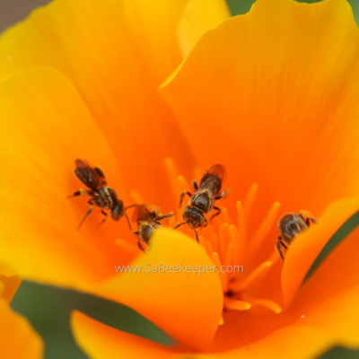 How To live with Sweat Bees