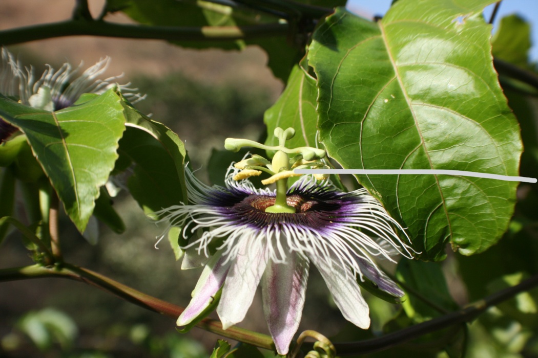 the 5 stamens of the passion fruit flower